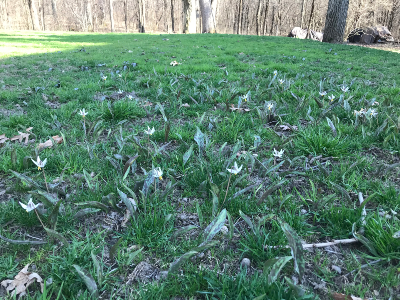 Trout lilies in lawn small