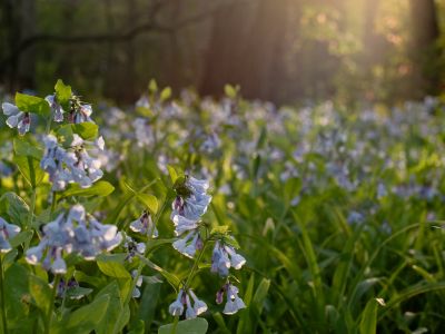 Spring flowers at Wingate conservation easement in Crystal Lake