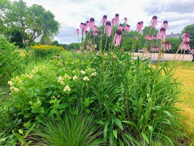 A native garden in a yard