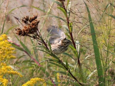 Savannah sparrow
