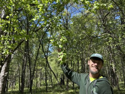 An ecologist pointing to an oak tree in the woods.