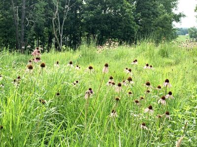 A prairie with pink coneflowers.