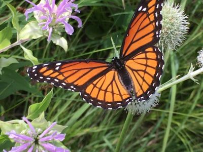 A monarch on monarda
